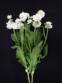 電照による切り花品質の様子（日付は平均開花日を示す）