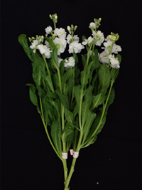 電照による切り花品質の様子（日付は平均開花日を示す）