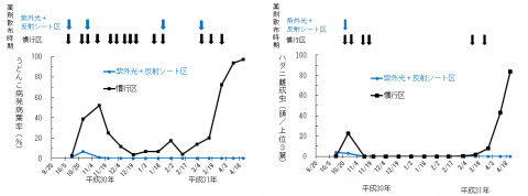 図2.紫外光（UV-B）照射＋光反射シート区と慣行区におけるうどんこ病（左）とハダニ類（右図）の発生と農薬散布時期