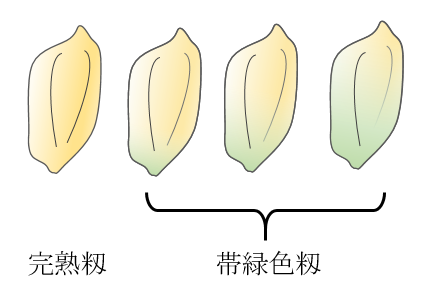 帯緑色籾の判断方法の模式図