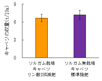 図1　ソルガムすき込み後のキャベツの収量