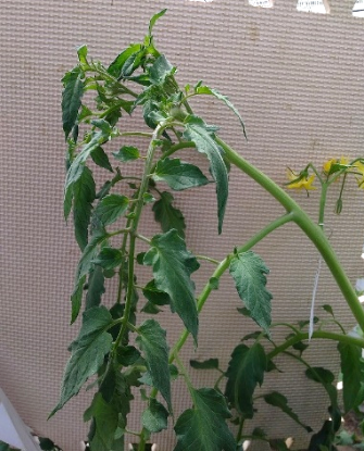 高温乾燥時のトマトの葉のしおれ