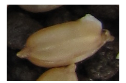 ハト胸状態の水稲種子の写真