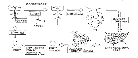 根こぶ病菌の生活環（令和4年版　千葉県農作物病害虫雑草防除指針より）