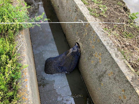 流出状況調査の様子