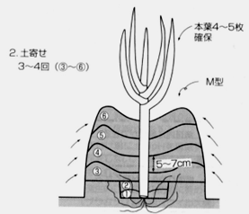 ネギ土寄せのイメージ図