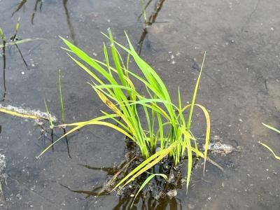 ガス害が発生したイネ（2枚目）