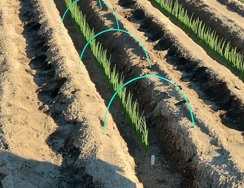 ダンポール設置の様子