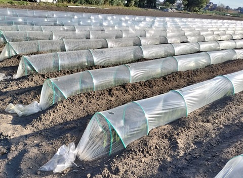 トンネル被覆の様子