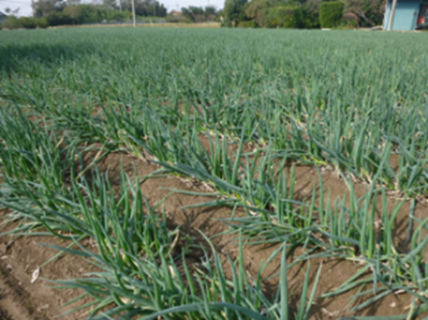台風で倒伏したネギ