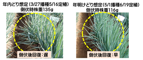 生育の違いによる倒伏後の回復の早晩