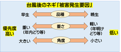 台風後のネギ「被害発生要因」の模式図