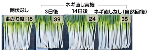 収穫物の曲がりの様子