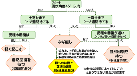ネギ直し優先度判断フローチャート