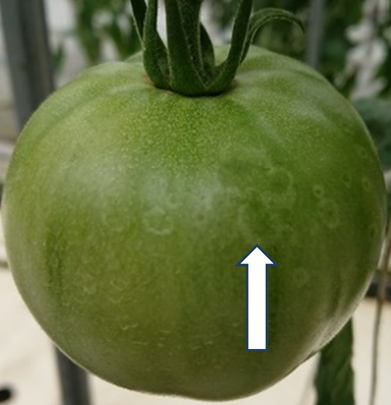 ゴーストスポット（果実表面の白く丸いシミ）