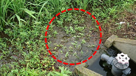 水口付近に発生する様子