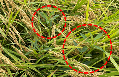 稲よりも高く伸びる様子