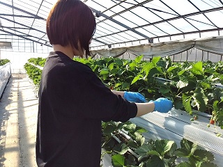 イチゴの葉を取り除く作業の様子