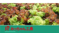 外国人材受入れの際に気をつけていること