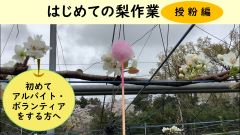 動画はじめての梨作業授粉編