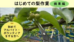 動画はじめての梨作業摘果編