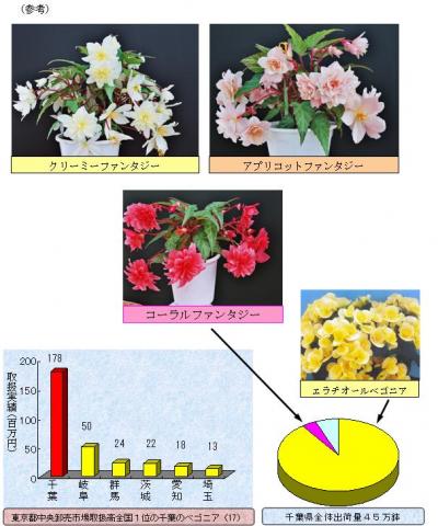 ベゴニア新品種の育成 ファンタジー三姉妹の誕生 千葉県