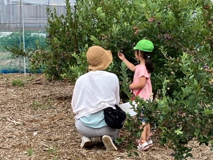 ブルーベリー観光農園
