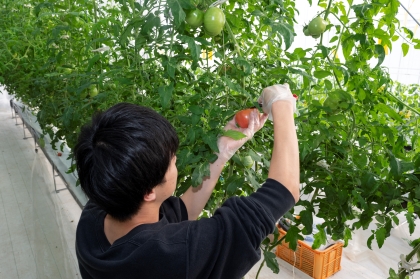 トマト収穫