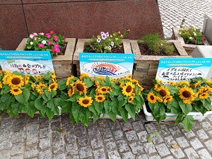 宿泊施設のひまわりアップ画像