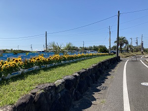沿道のひまわり