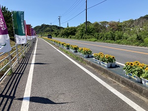 県道のひまわり2