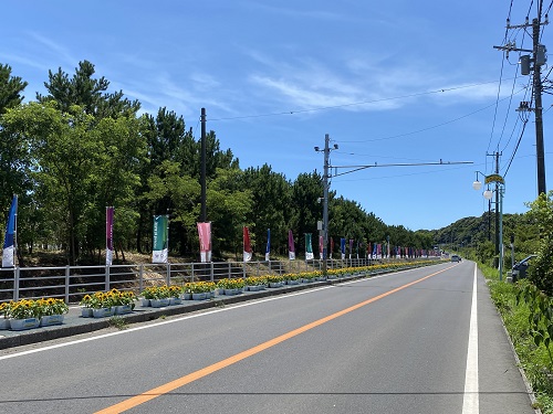 県道のひまわり