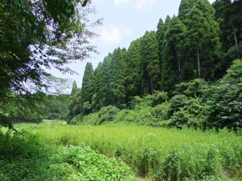 睦沢町の県営林