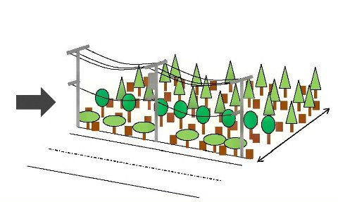 森林整備の遷移図（植栽後）