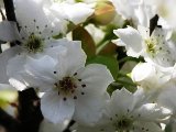 梨の花イメージ画像