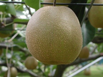 日本なし「王秋」(画像提供:千葉県農林総合研究センター)
