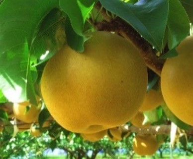 千葉県オリジナル日本なし品種　秋満月
