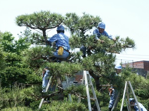 造園科（短期）の画像