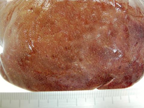 豚サルモネラ肝臓