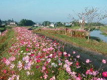 武田川沿いに植栽した花々