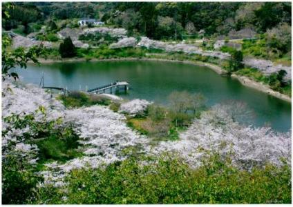 佐久間ダム湖周辺に咲く桜