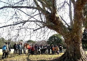 北総の森・巨樹古木研究会