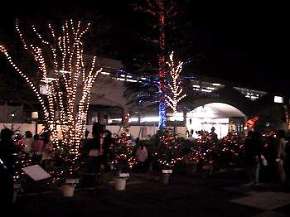 イルミネーションの写真