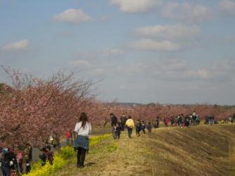 桜ウォークの様子