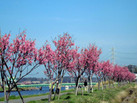 満開となった新川沿いの桜