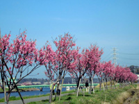 新川千本桜の会