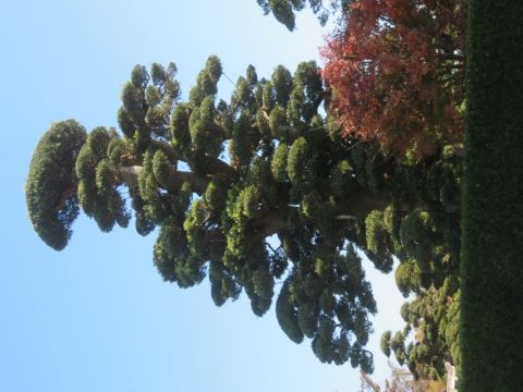 植木銘木100選一覧(3)／千葉県