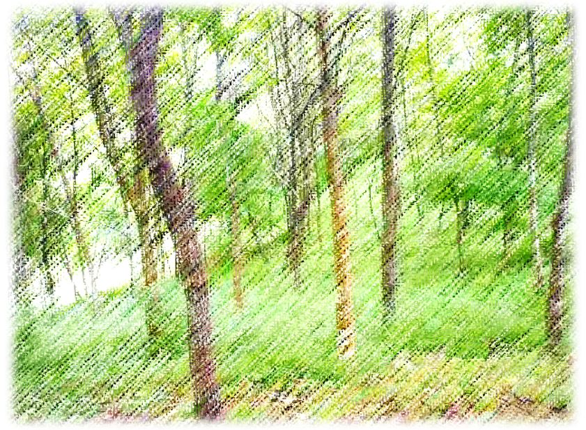 森林の画像