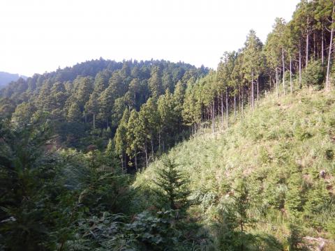 南房総市の水源かん養保安林の写真