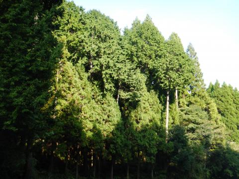 鴨川市の水源かん養保安林の写真